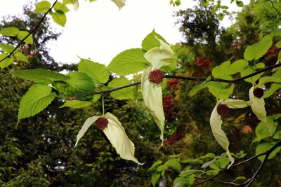 Davidia involucrata - davidie listenová - květy 2